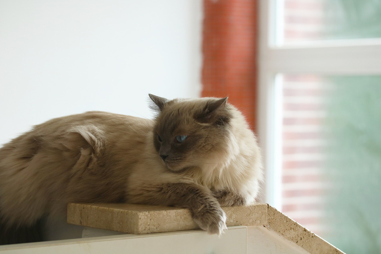 猫咪的数字乐园，探索适合猫玩的手机游戏